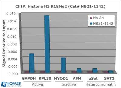 Chromatin Immunoprecipitation: Histone H3 [Dimethyl Lys18] Antibody [NB21-1142] - Chromatin from one million formaldehyde cross-linked HeLa cells was used with 2 ug of NB21-1142 and 20 uL of magnetic IgG beads per immunoprecipitation. A no antibody (No Ab) control was also used. Immunoprecipitated DNA was quantified using quantitative real-time PCR and SYBR green dye, then normalized to the non-precipitated input chromatin, which is equal to one.